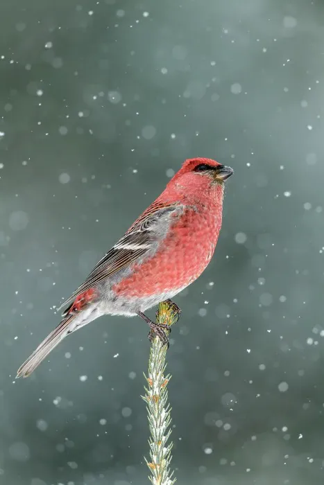Framed Print : Pine grosbeak (Pinicola enucleator) Male, Greater Sudbury, Ontario, Canada Framed Print : Pine grosbeak (Pinicola enucleator) Male, Greater Sudbury, Ontario, Canada