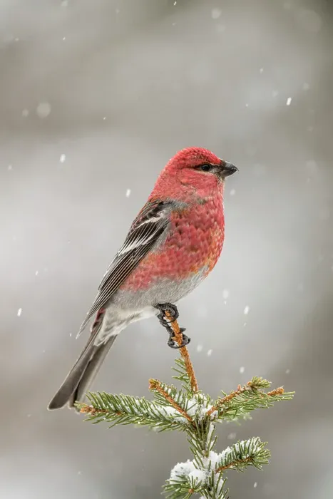Framed Print : Pine grosbeak (Pinicola enucleator) Male winter migrant neer seed feeder, Greater Sudbury, Ontario, Canada Framed Print : Pine grosbeak (Pinicola enucleator) Male winter migrant neer seed feeder, Greater Sudbury, Ontario, Canada