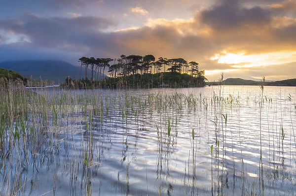 Pine Island on the Derryclare Lough lake at sunrise. Pine Island, Connemara National Park