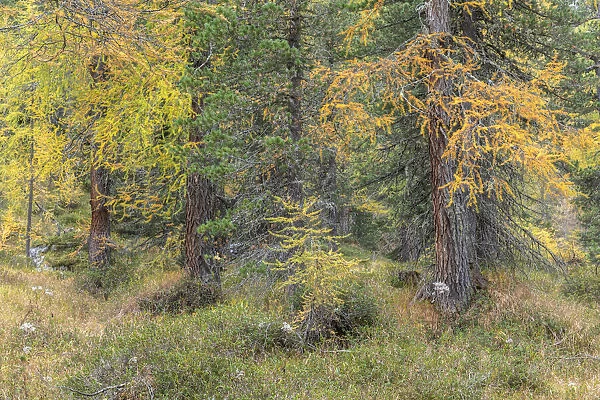 A pine and larch forest near the Cinque Torri in the Italian Dolomites is starting to take the foliage colors