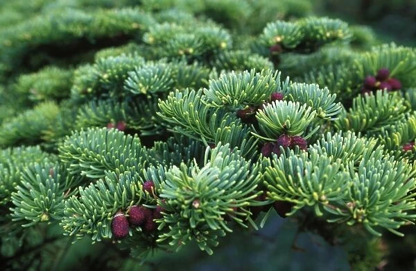 Detail of pine needles and fir cones on a pine tree