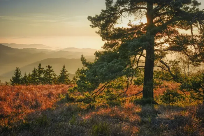 Framed Print : Pine at Schliffkopf, Black Forest National Park, Black Forest, Baden-Wuerttemberg, Germany, Europe Framed Print : Pine at Schliffkopf, Black Forest National Park, Black Forest, Baden-Wuerttemberg, Germany, Europe