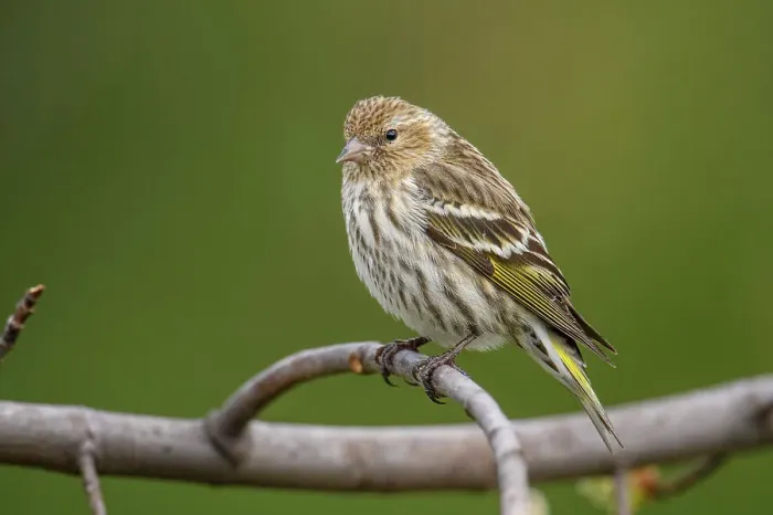 Framed Print : Pine siskin (Carduelis pinus), Greater Sudbury, Ontario, Canada Framed Print : Pine siskin (Carduelis pinus), Greater Sudbury, Ontario, Canada