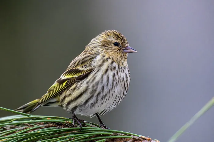 Framed Print : Pine siskin (Carduelis pinus), Greater Sudbury, Ontario, Canada