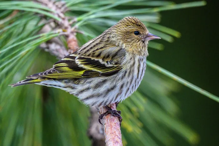 Framed Print : Pine siskin (Carduelis pinus), Greater Sudbury, Ontario, Canada Framed Print : Pine siskin (Carduelis pinus), Greater Sudbury, Ontario, Canada