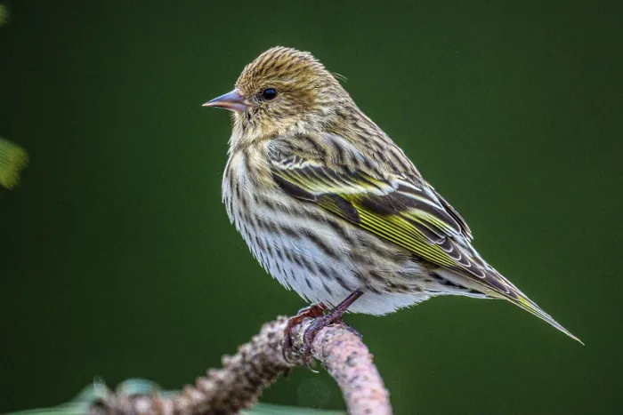 Framed Print : Pine siskin (Carduelis pinus), Greater Sudbury, Ontario, Canada Framed Print : Pine siskin (Carduelis pinus), Greater Sudbury, Ontario, Canada