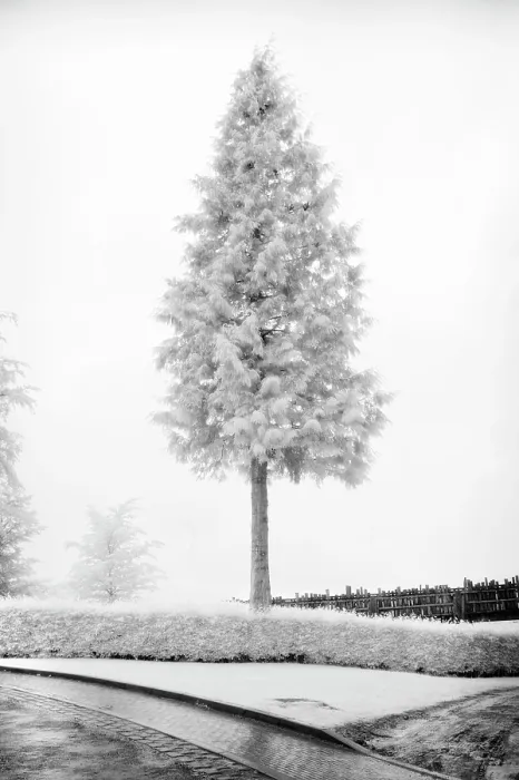 Framed Print : Pine tree in infrared, near Alnwick, Northumberland, England Framed Print : Pine tree in infrared, near Alnwick, Northumberland, England