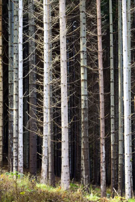 Framed Print : Pine Tree Patterns, Tayside Region, Scotland Framed Print : Pine Tree Patterns, Tayside Region, Scotland