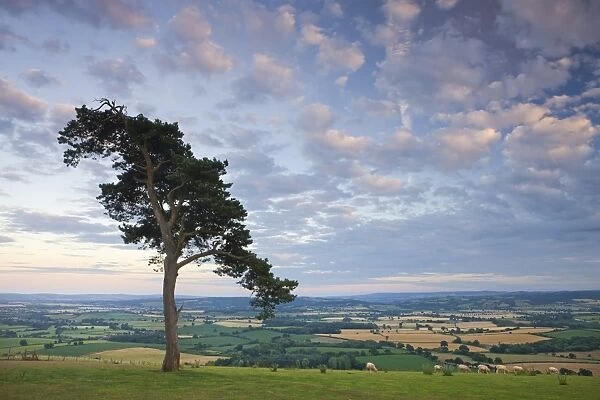 Pine tree on Raddon Hill, looking over agricultural countryside, Mid Devon, England
