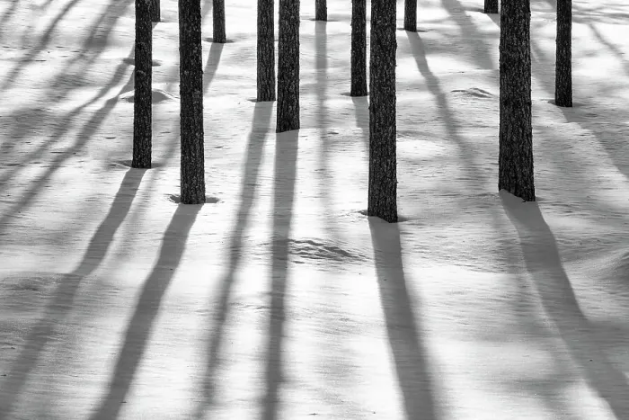 Framed Print : Pine Tree Shadows in Winter, near Ruka, Lapland, Finland Framed Print : Pine Tree Shadows in Winter, near Ruka, Lapland, Finland