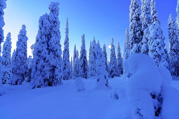 Pine tree woodland covered with snow at dusk, Riisitunturi National Park, Posio, Lapland, Finland sunset