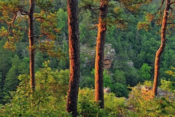 Framed Print : Pine trees at the edge of Cedar Creek Canyon, Petit Jean State Park, Arkansas, USA Framed Print : Pine trees at the edge of Cedar Creek Canyon, Petit Jean State Park, Arkansas, USA