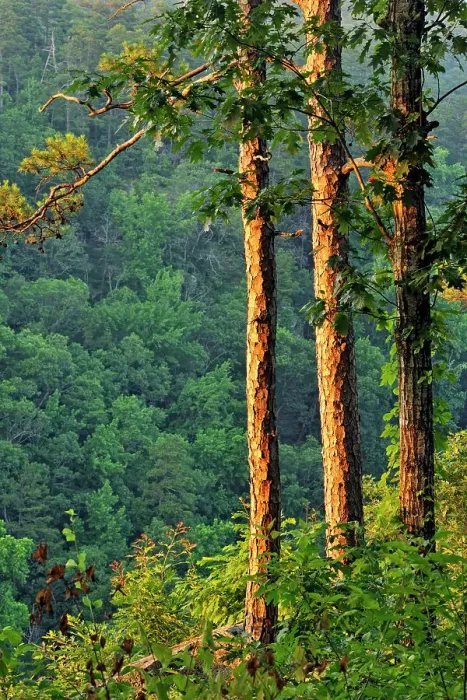 Framed Print : Pine trees at the edge of Cedar Creek Canyon, Petit Jean State Park, Arkansas, USA Framed Print : Pine trees at the edge of Cedar Creek Canyon, Petit Jean State Park, Arkansas, USA