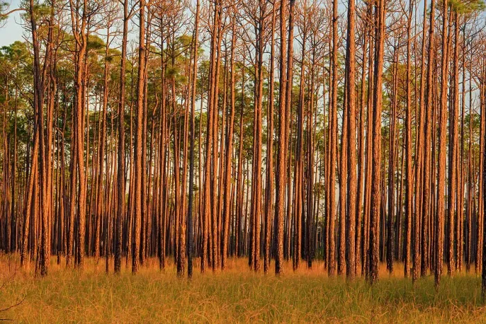 Framed Print : Pine trees at the edge of a marsh, Big Branch NWR, Boyscout Road, Lacombe, Louisiana, USA Framed Print : Pine trees at the edge of a marsh, Big Branch NWR, Boyscout Road, Lacombe, Louisiana, USA
