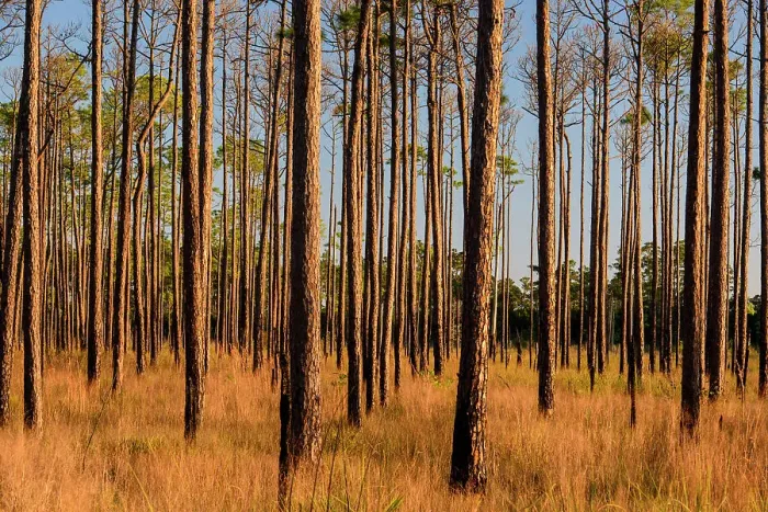 Framed Print : Pine trees at the edge of a marsh, Big Branch NWR, Boyscout Road, Lacombe, Louisiana, USA Framed Print : Pine trees at the edge of a marsh, Big Branch NWR, Boyscout Road, Lacombe, Louisiana, USA