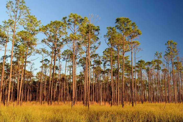 Framed Print : Pine trees at the edge of a marsh, Big Branch NWR, Boyscout Road, Lacombe, Louisiana, USA Framed Print : Pine trees at the edge of a marsh, Big Branch NWR, Boyscout Road, Lacombe, Louisiana, USA