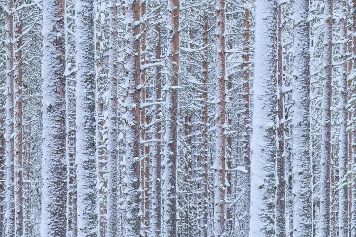 Framed Print : Pine trees forest found near the Riisitunturi National Park, Lapland, Northern Finland Framed Print : Pine trees forest found near the Riisitunturi National Park, Lapland, Northern Finland