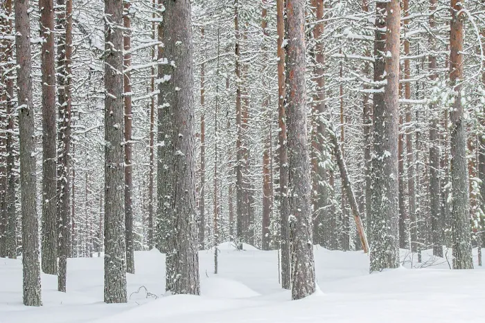 Framed Print : Pine trees forest found near the Riisitunturi National Park, Lapland, Northern Finland Framed Print : Pine trees forest found near the Riisitunturi National Park, Lapland, Northern Finland