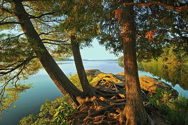 Pine trees in morning light on Smoke Lake Algonquin Provincial Park, Ontario, Canada