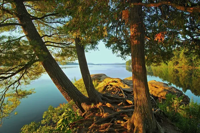 Framed Print : Pine trees in morning light on Smoke Lake Algonquin Provincial Park, Ontario, Canada