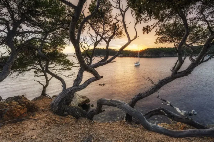Framed Print : Pine trees at the Plage de l'Estagnol, at the Sentier du littoral, Bormes les Mimosas, Provence-Alpes-Cote d'Azur, Mediterranean Sea, French Riviera, France Framed Print : Pine trees at the Plage de l'Estagnol, at the Sentier du littoral, Bormes les Mimosas, Provence-Alpes-Cote d'Azur, Mediterranean Sea, French Riviera, France