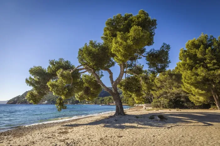 Framed Print : Pine trees on Platja de Formentor beach, Mallorca, Spain Framed Print : Pine trees on Platja de Formentor beach, Mallorca, Spain