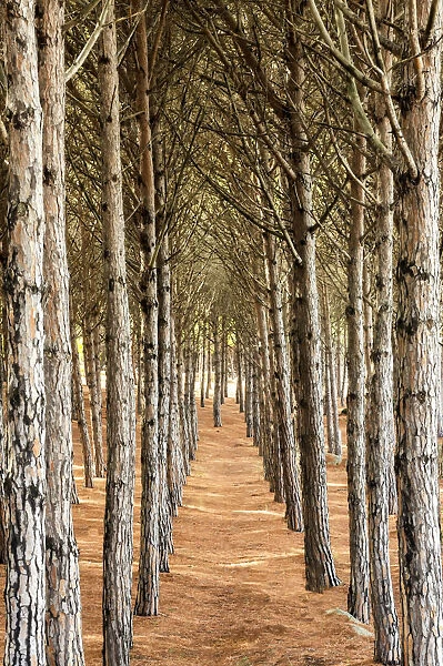 Pine Trees, Sardinia, Italy