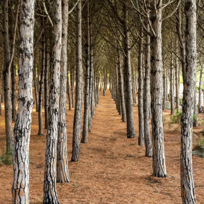 Framed Print : Pine Trees, Sardinia, Italy