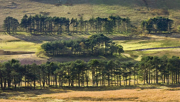 Pine trees surrounding a low Upper Neuadd Reservoir in the Brecon Beacons National Park