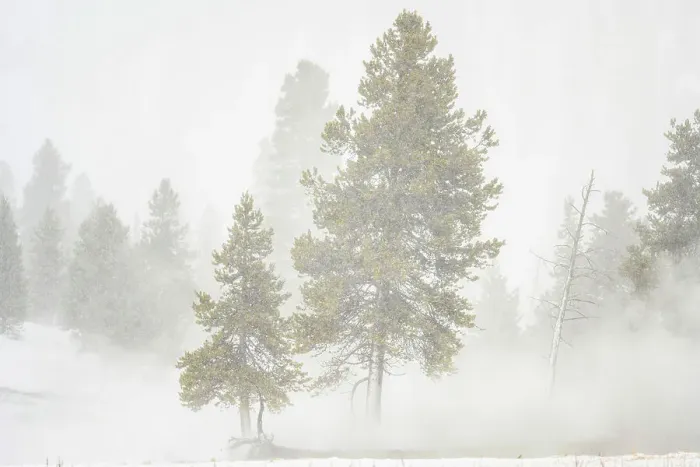 Framed Print : Pine trees in winter steam, Yellowstone National Park, Midway Geyser Basin, Wyoming, USA Framed Print : Pine trees in winter steam, Yellowstone National Park, Midway Geyser Basin, Wyoming, USA