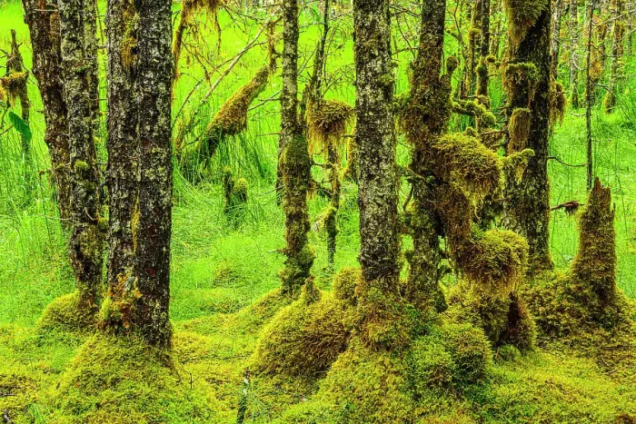 Framed Print : Pine woodland understory, Juneau, Alaska, USA Framed Print : Pine woodland understory, Juneau, Alaska, USA