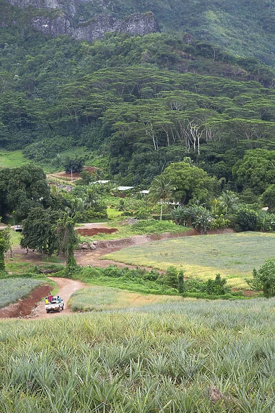 Pineapple plantation in Paopao Valley, Mo orea, Society Islands, French Polynesia