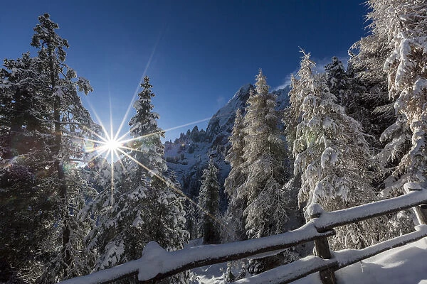 Pines and fence covered in snow. Passo delle Erbe, Bolzano, Trentino Alto Adige