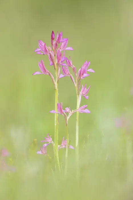 Framed Print : Pink butterfly orchid (Anacamptis papilionacea), near Bratsigovo, Bulgaria