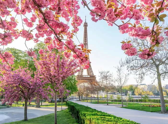 Framed Print : Pink Cherry Blossoms blooming in April, Trocadero Garden 16th Arrondissement, Paris, France Framed Print : Pink Cherry Blossoms blooming in April, Trocadero Garden 16th Arrondissement, Paris, France