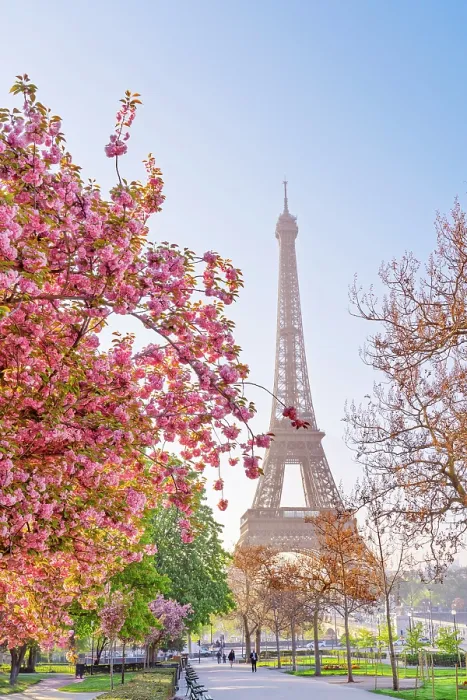 Framed Print : Pink Cherry Blossoms blooming in April, Trocadero Garden 16th Arrondissement, Paris, France Framed Print : Pink Cherry Blossoms blooming in April, Trocadero Garden 16th Arrondissement, Paris, France