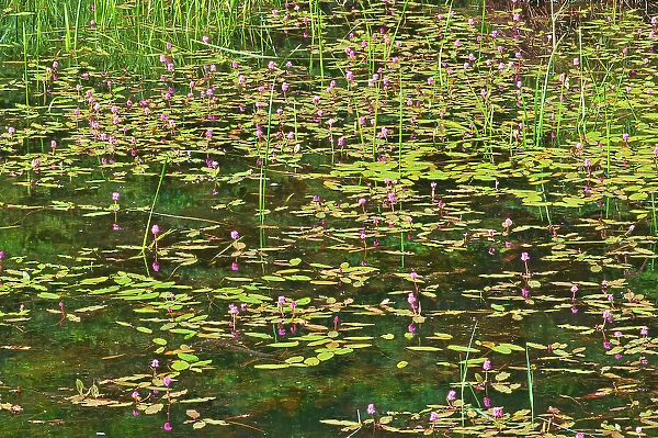 Pink flowers of water smartweed (Polygonum sp.) in pond, Duck Mountain Provincial Park, Manitoba, Canada