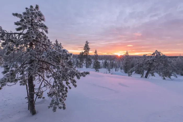 Framed Print : Pink lights of the arctic sunset illuminate the snowy woods Vennivaara Rovaniemi Lapland Framed Print : Pink lights of the arctic sunset illuminate the snowy woods Vennivaara Rovaniemi Lapland