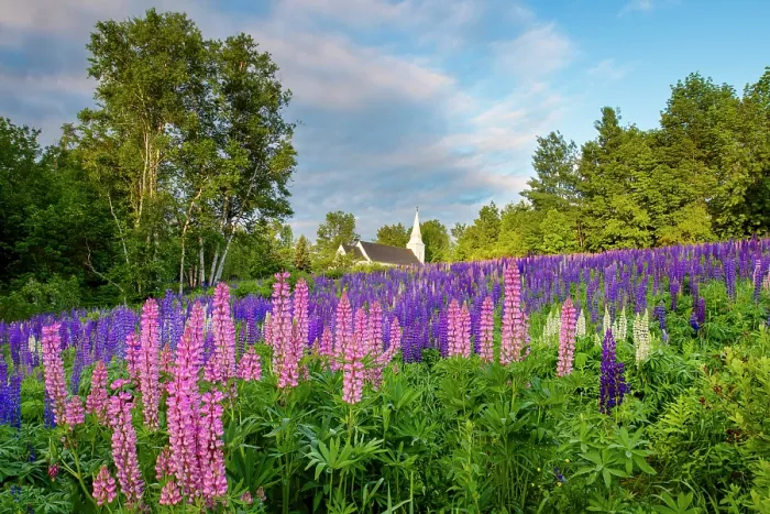 Framed Print : Pink lupines in Sugar Hill with St Matthews Chapel, Sugar Hill, New Hampshire, USA Framed Print : Pink lupines in Sugar Hill with St Matthews Chapel, Sugar Hill, New Hampshire, USA
