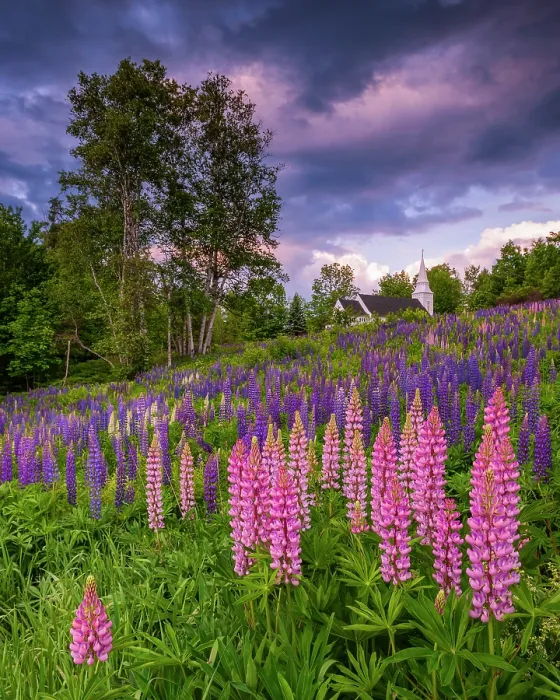 Framed Print : Pink lupines at sunrise in Sugar Hill with St Matthews Chapel, Sugar Hill, New Hampshire, USA Framed Print : Pink lupines at sunrise in Sugar Hill with St Matthews Chapel, Sugar Hill, New Hampshire, USA