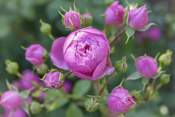 Pink roses with raindrops, Niedernhausen, Hesse, Germany