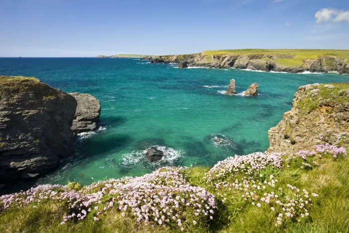Framed Print : Pink sea thrift (Armeria maritima) growing on the clifftops above Porthcothan Bay Framed Print : Pink sea thrift (Armeria maritima) growing on the clifftops above Porthcothan Bay
