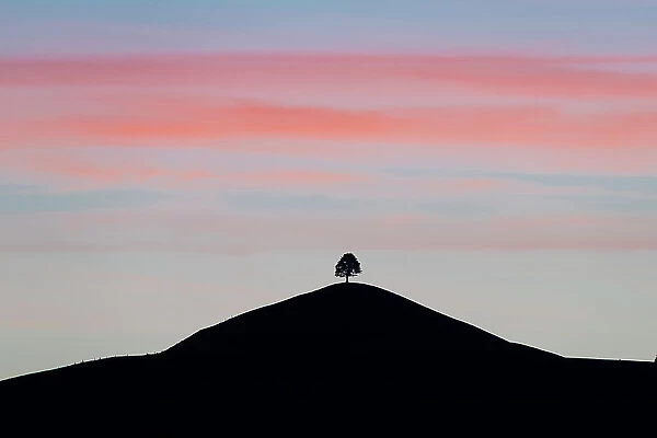 Pink sky at dawn over sihouettes of a tree on rolling hills, Sumiswald, Emmental, Berner Oberland, Switzerland