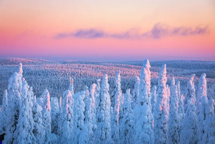 Framed Print : Pink sky at sunrise over frozen trees in a snowy forest after a blizzard, Iso Syote Lapland, Finland