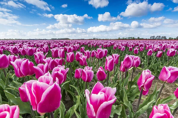 Pink and white tulips and clouds in the sky. Yersekendam, Zeeland province, Netherlands