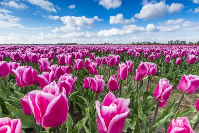 Framed Print : Pink and white tulips and clouds in the sky. Yersekendam, Zeeland province, Netherlands Framed Print : Pink and white tulips and clouds in the sky. Yersekendam, Zeeland province, Netherlands