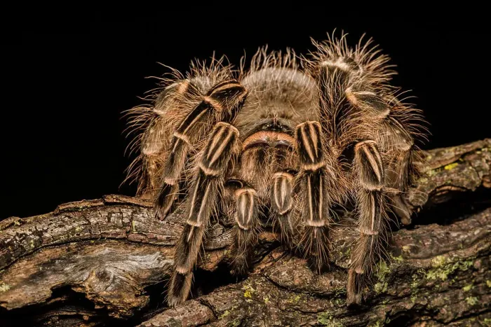 Framed Print : Pink Zebra Beauty Tarantula (Eupalaestrus campestratus) - captive Framed Print : Pink Zebra Beauty Tarantula (Eupalaestrus campestratus) - captive