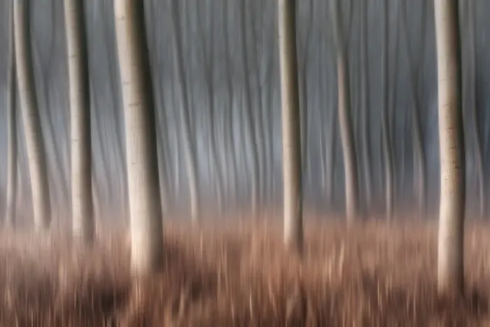 Framed Print : Plain Piedmont, Piedmont, Italy. Autumn abstract poplars
