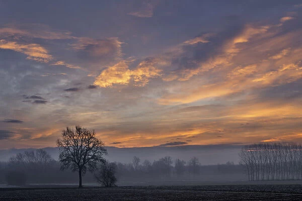 Plain Piedmont, Piedmont, Italy. Sunrise through the mists of the plain