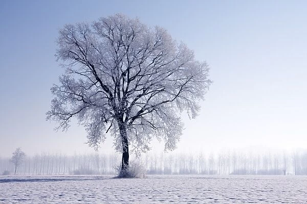 Plain Piedmont, Piedmont, Italy. Hoar frost trees